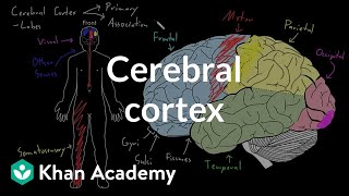 Cerebral cortex  Organ Systems  MCAT  Khan Academy [upl. by Mudenihc]