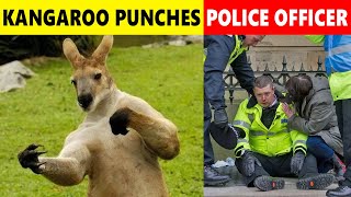 Runaway kangaroo punches police officer [upl. by Faun75]