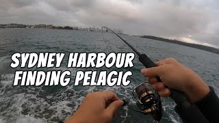 Sydney Harbour fishing  finding pelagic [upl. by Wilterdink]