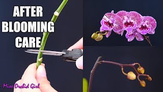 Orchid Care for Beginners  What to do after Phalaenopsis blooms fall Cutting spike amp aftercare [upl. by Oirasor]