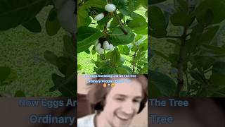 What is The white bhilawa tree 🌴 🥚 ytshorts shorts shortvideos viralvideos facts [upl. by Quirita]