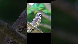 직박구리 새소리 Browneared bulbul  singing  birds 0381 [upl. by Innes]