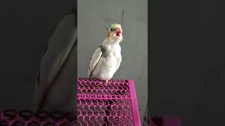 Cockatiel 🐥 cockatiel cockatielsinging birds cockatielsound parrot pets cute viralvideo [upl. by Wiltz]