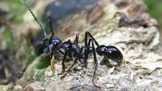 Paraponera clavata Folge3 Haltungsbericht [upl. by Ainsley]