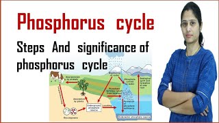 Phosphorus cycle  steps of phosphorus cycle  Importance of phosphorus cycle  Biogeochemical cycle [upl. by Primo]