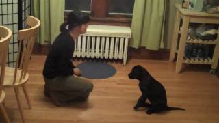 Very Smart Black Labrador Puppy Training Session [upl. by Yblocaj431]