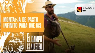 En esta montaña hay más pasto del que pueden comer las ovejas [upl. by Anaik]