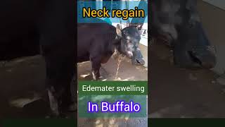 पशु के गर्दन की सूजन कैसे कम करें।Edemater swelling in Buffalo  udder edema  swelling in neck [upl. by Leyla]