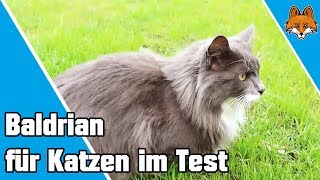 Baldrian für Katzen  Die Droge der Katze 🐱 [upl. by Arit]