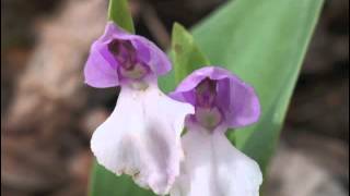 Plant portrait  Showy orchis Galearis spectabilis [upl. by Philip978]