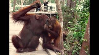 Orangutanger i Borneos Djungler [upl. by Ardnic]