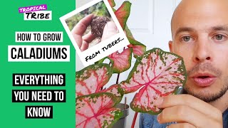 How to grow Caladiums from bulbs Caladium tubers [upl. by Shreve]