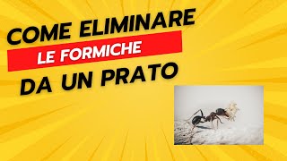 Come Eliminare le Formiche da un Prato [upl. by Richy]