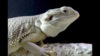 Geschlechtsbestimmung Bartagamen Pogona Vitticeps [upl. by Aon]