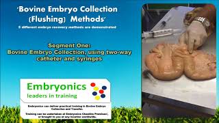 Bovine Embryo Collection Methods  An Embryonics Presentation [upl. by Libbna15]