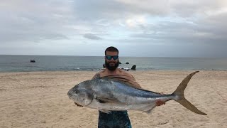 Beach Bum Life Spearfishing giant Roosterfish in Baja [upl. by Sivla]