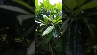 Cherry laurel Plants shortvideo [upl. by Idnahs]