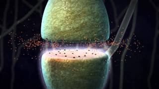 Chemical Synapse Animation [upl. by Wilma]