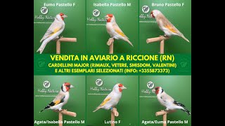 Cardellini Major 2020 Parte 1  Aviario a Riccione Hobby Natura Ornitologia [upl. by Phoebe526]