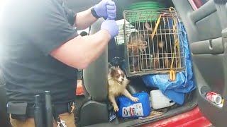 17 Dogs Rescued From Truck Were Living in Deplorable Condition Cops [upl. by Pirali235]