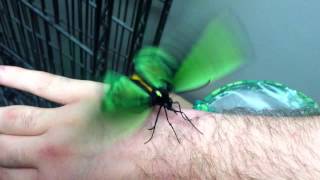 Ornithoptera priamus male [upl. by Miki440]