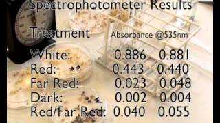 Photomorphogensis anthocyanin and light responses in mustard seedlings BS1003 practical [upl. by Anairol]