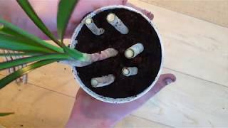 Growing Dracaena Cuttings [upl. by Quiteris846]