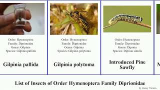 List of Insects of Order Hymenoptera Family Diprionidae sawfly pini pallida Gilpinia Pine Spruce [upl. by Casanova]