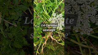 La Carotte sauvage [upl. by Lednic]