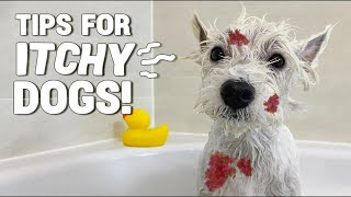 Bathing My WESTIE Dog With Skin Allergies 💦 Favorite Shampoos  TIPS [upl. by Ertemed]