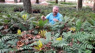 Marvel Mahonia  Garden Plants with JimPutnam [upl. by Aisetra38]