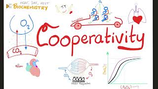 Enzyme Cooperatively amp Hills Coefficient  OxygenHemoglobin Dissection Curve  Biochemistry [upl. by Robinia]