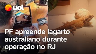 Lagarto é preso pela PF operação no Rio apreende animal exótico relógios e dólares veja vídeo [upl. by Elleved536]