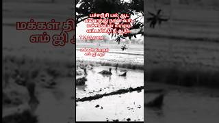 பச்சரிசி  T M S Legend  M G R  Whatsapp Status [upl. by Yvan]