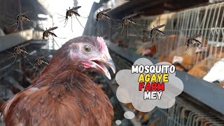 Farm sey Mosquito khtm krney key ley Fumigation kr deya 🦟❤️🐥  Mosquito killing Day at Farm [upl. by Esiom]