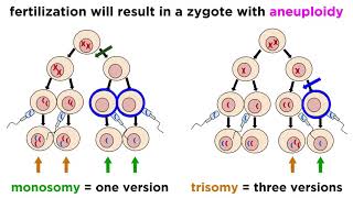 Alteration of Chromosome Number and Structure [upl. by Blackburn]