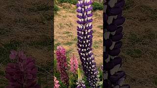 🪻LUPINE FLOWERS FROM NEWZEALAND 🪻 SHORTS shortsviral [upl. by Kano]