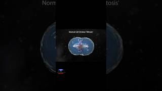 Cell Division  Mitosis Short Animation  cytology [upl. by Eirak27]