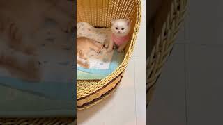 Cute baby kittens shorts kitten cutecats babycat FunnyCats [upl. by Hilde675]