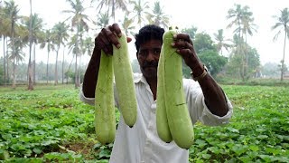 Farm Fresh Bottle Gourd Gravy  side dish for Chapathi Dosa  VILLAGE FOOD [upl. by Llerrod476]