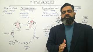 Metamorphosis Urdu Hindi medium profmasoodfuzail Types of Metamorphosis [upl. by Naples54]