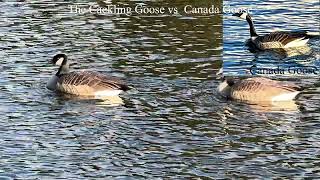 The Cackling Goose vs Canada Goose [upl. by Seebeck]