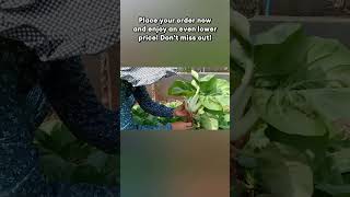 Pakchoi Seeds Philippines Grow Your Own Delicious Pechay Green Stem 2024 shorts [upl. by Mallen]