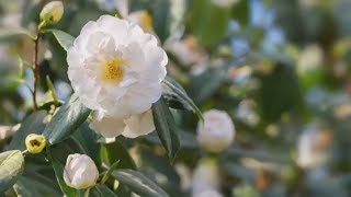 How to Grow Camellias  Mitre 10 Easy As Garden [upl. by Petronia]