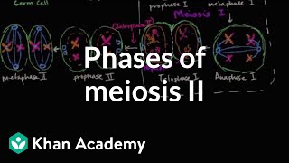 Phases of meiosis II  Cells  MCAT  Khan Academy [upl. by Arimihc]