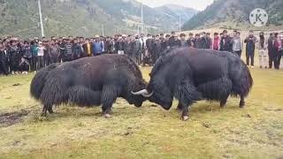 A big black Tibetan yak fight with a white one 😱😱 [upl. by Olodort]