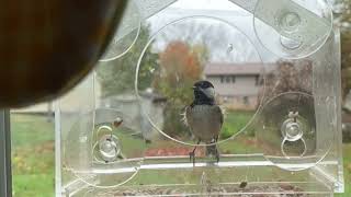 More Slow Motion Chickadee Antics at the Feeder [upl. by Whetstone351]