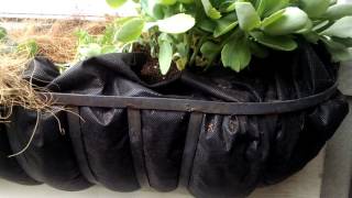 Frugal Window Box DIY Hack Out of the BOX thinking Homestead Gardening with Perennials [upl. by Chamberlin]