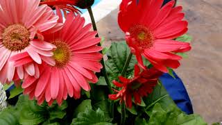 Gerber Daisies How to Grow  Plant Spotlight [upl. by Ko]