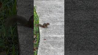 Plantain squirrel on high alert  Callosciurus notatus  Mammal watching Borneo 🇲🇾 [upl. by Nutsud23]